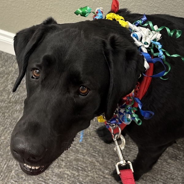 Meet Boomer, one of the therapy dogs that visits residents at Arbor View Senior Living.